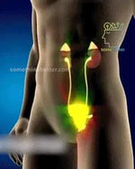 Charger l'image dans la galerie, A-Inhaleur Prostate au Venin d'Abeille | Retrouvez une érection en 3 minutes!
